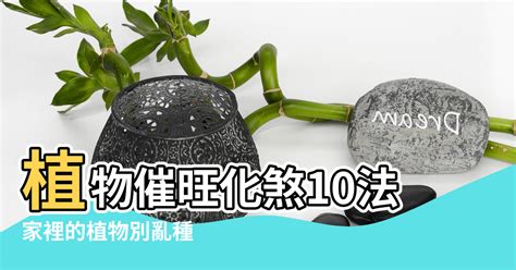 化煞植物|十種能催旺化煞的植物，你懂了嗎？